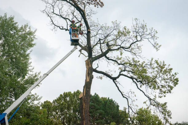 Seasonal Cleanup (Spring/Fall) in West Pensacola, FL