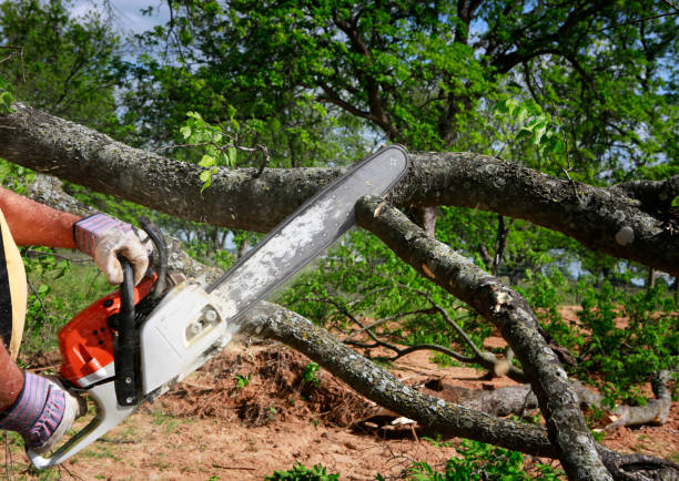 Why Choose Our Tree Removal Services in West Pensacola, FL?